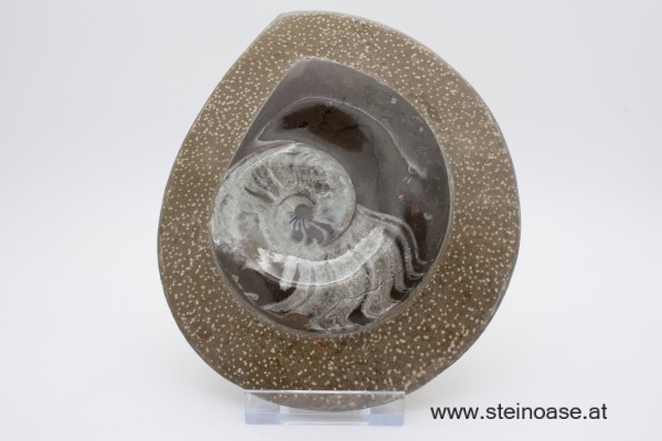 Ammonite